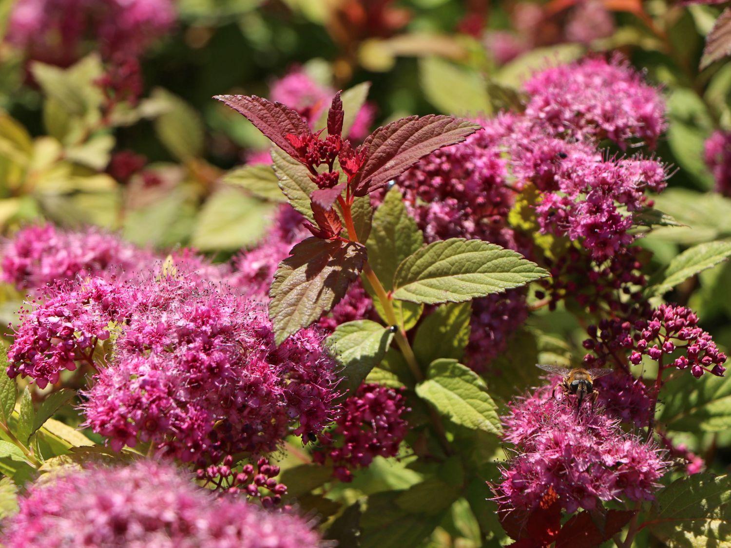 Spirea Japonica Magic Carpet - View 9 from www redcrocus com