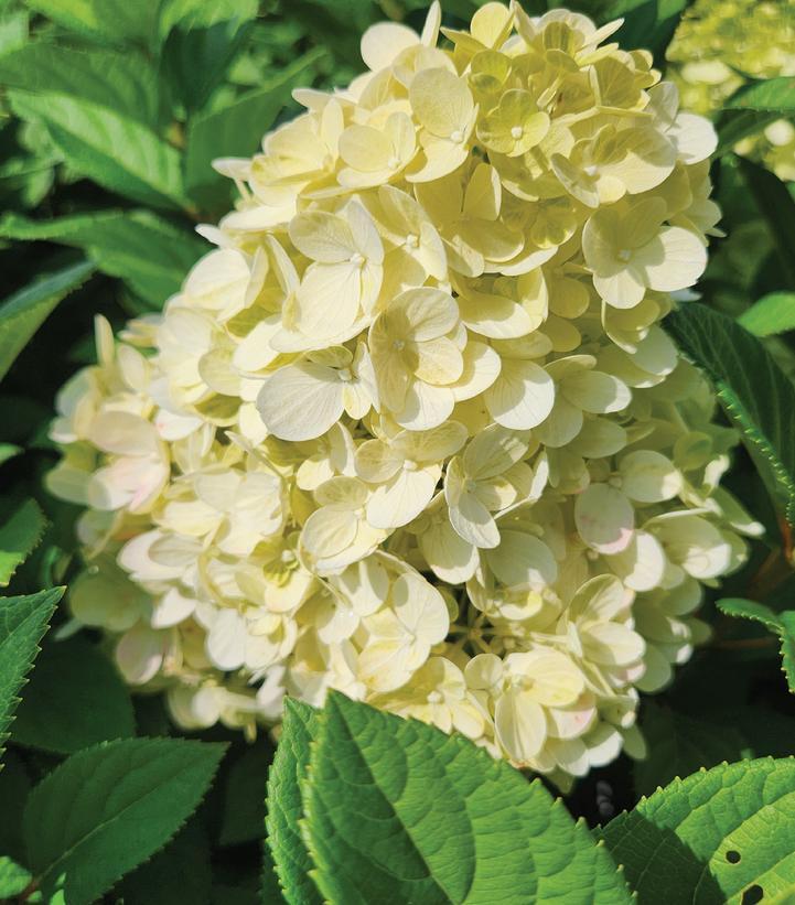 Hydrangea Paniculata 'little Lime Punch' - View 16 from www redcrocus com