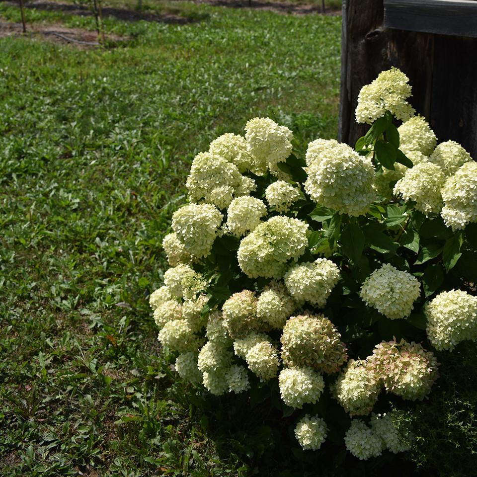 Hydrangea Paniculata 'little Lime Punch' - View 17 from www redcrocus com
