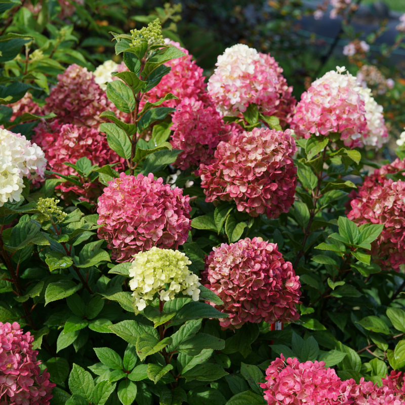 Hydrangea Paniculata 'little Lime Punch' - View 19 from www redcrocus com