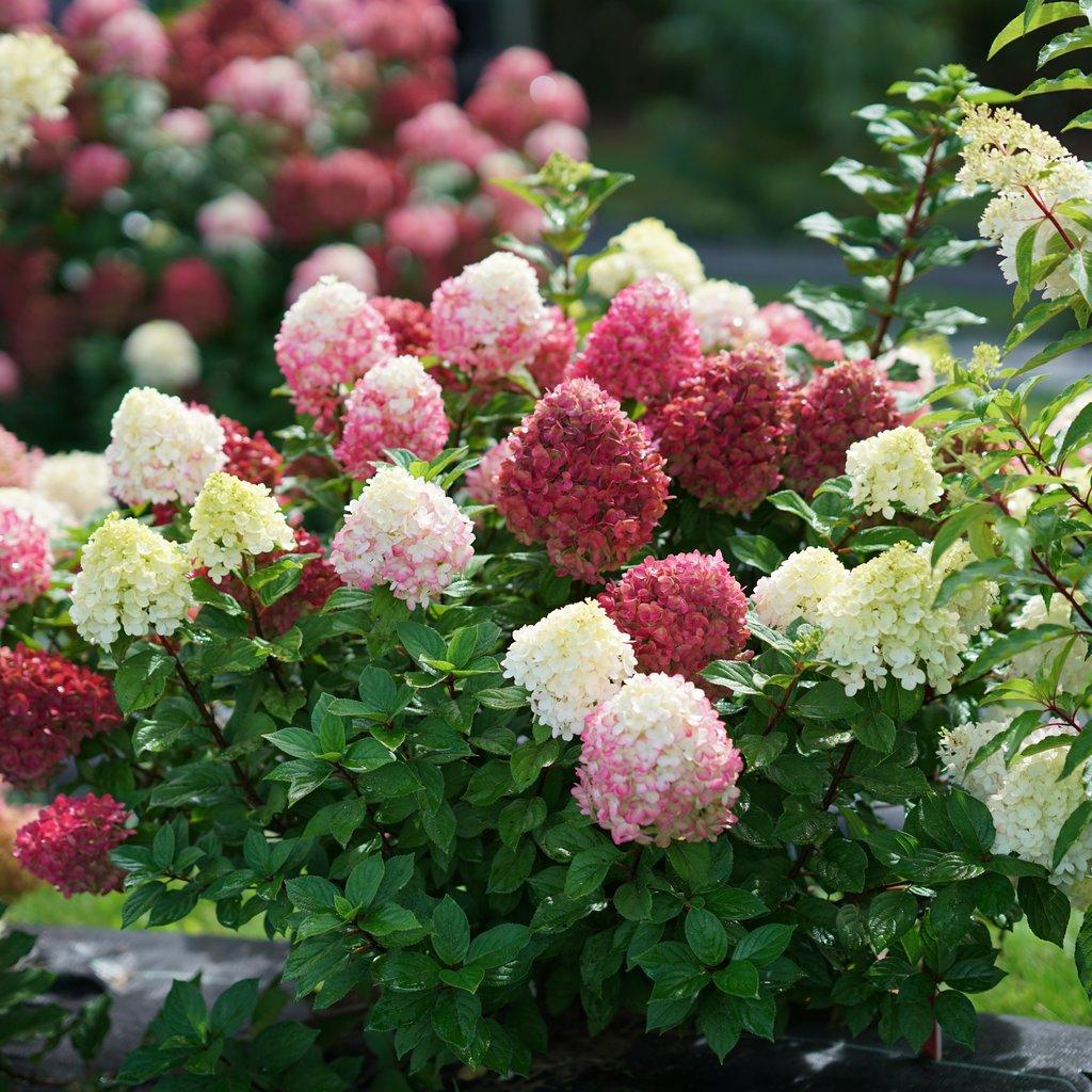 Hydrangea Paniculata 'little Lime Punch' - View 1 from www redcrocus com