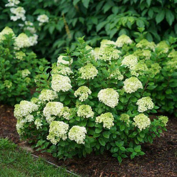 Hydrangea Paniculata 'little Lime Punch' - View 20 from www redcrocus com