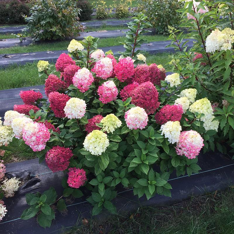 Hydrangea Paniculata 'little Lime Punch' - View 3 from www redcrocus com