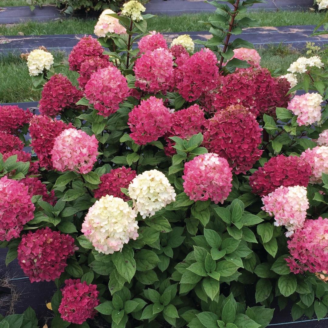 Hydrangea Paniculata 'little Lime Punch' - View 4 from www redcrocus com