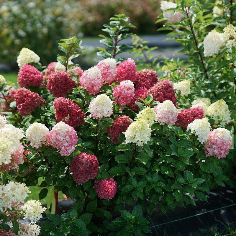 Hydrangea Paniculata 'little Lime Punch' - View 6 from www redcrocus com