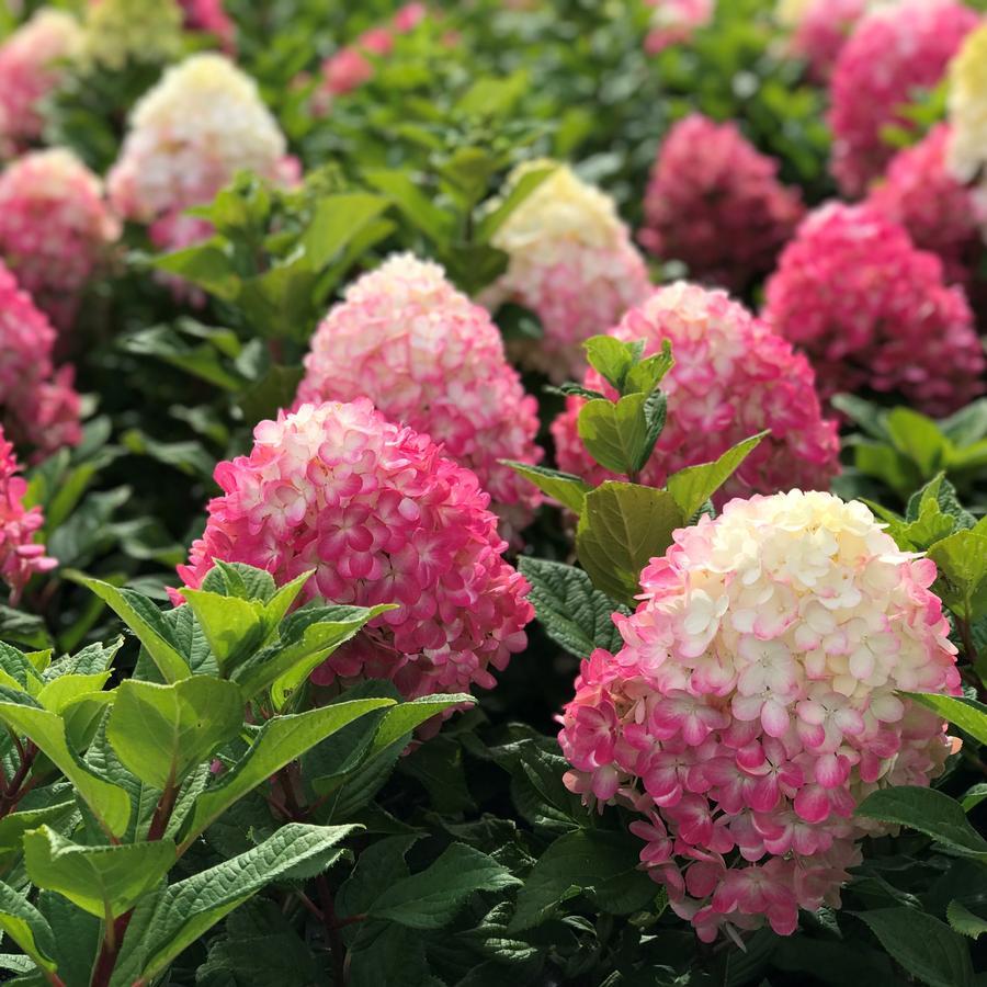 Hydrangea Paniculata 'little Lime Punch' - View 8 from www redcrocus com