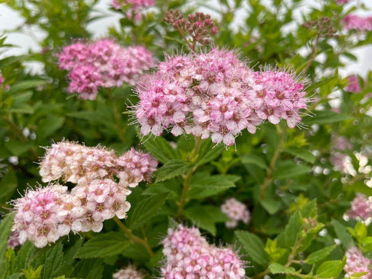 Spirea Japonica Little Princess - View 10 from www redcrocus com