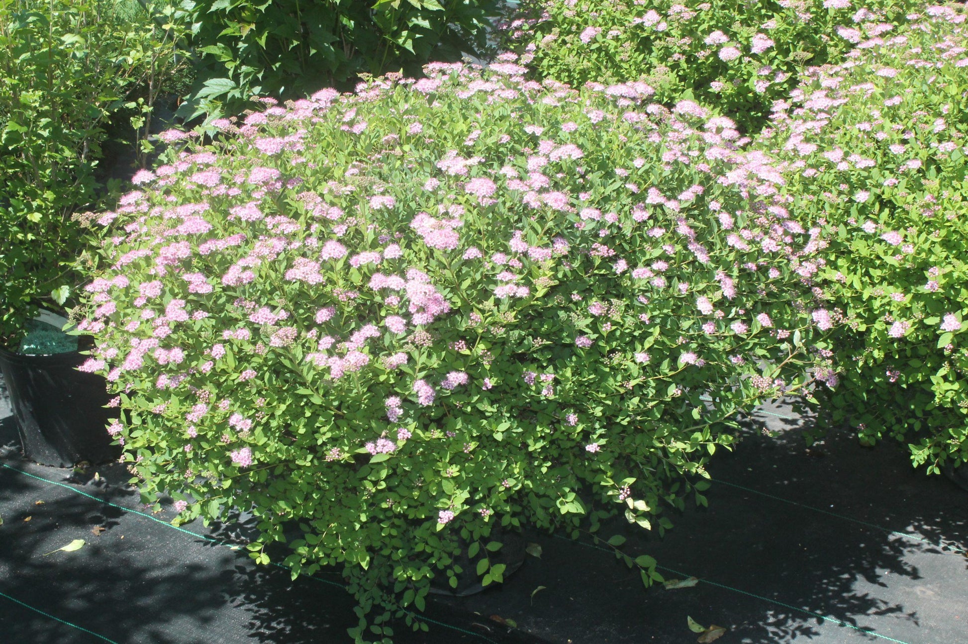 Spirea Japonica Little Princess - View 20 from www redcrocus com
