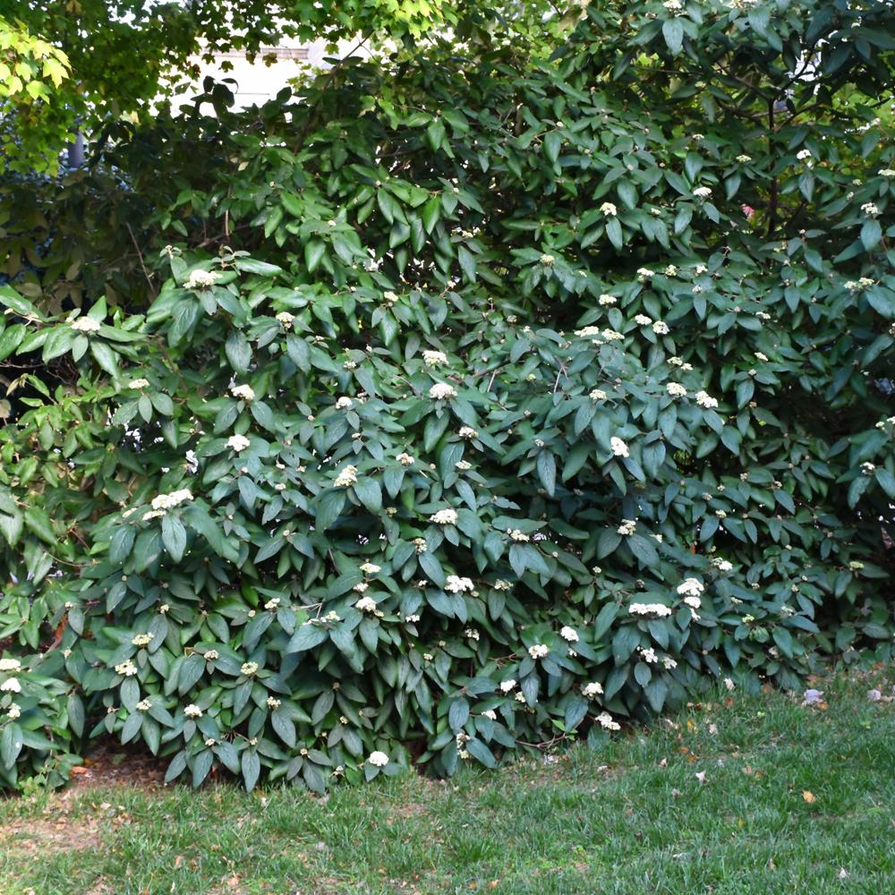 Viburnum Rhytidophylloides Alleghany - View 17 from www redcrocus com