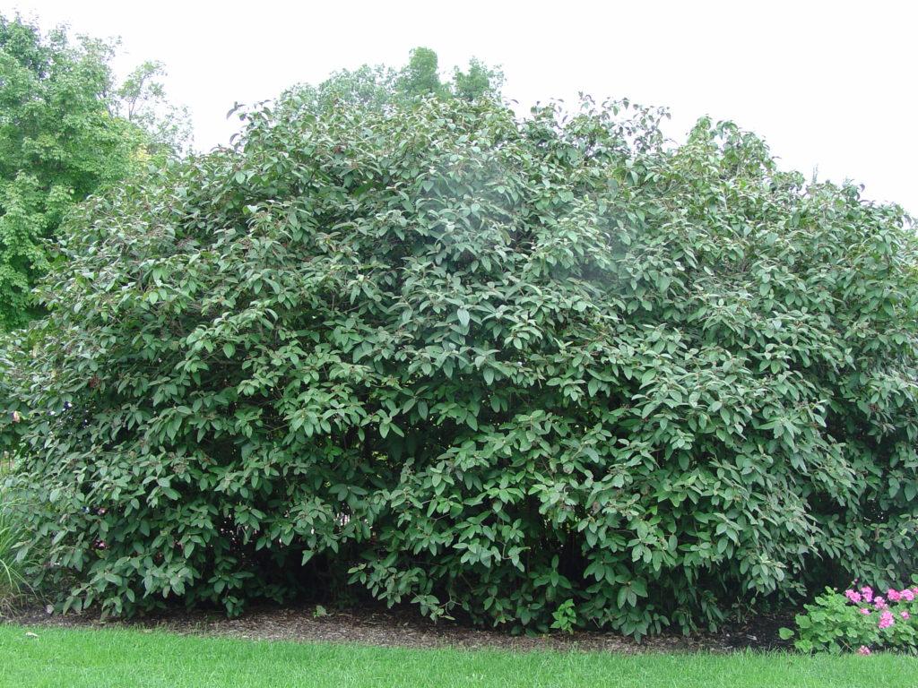 Viburnum Rhytidophylloides Alleghany - View 19 from www redcrocus com