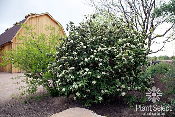 Viburnum Rhytidophylloides Alleghany - View 2 from www redcrocus com