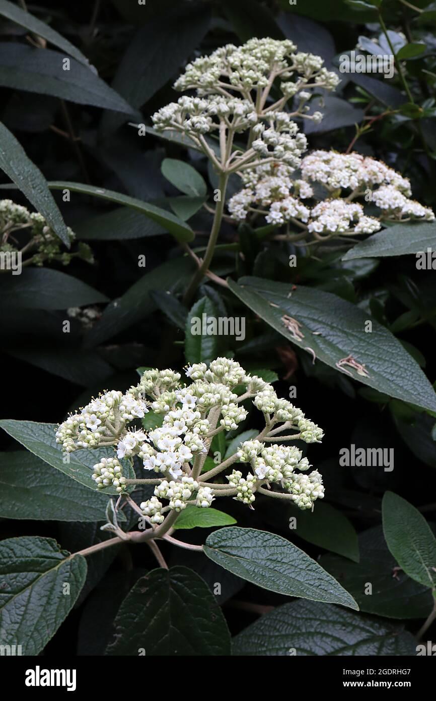 Viburnum Rhytidophylloides Alleghany - View 6 from www redcrocus com