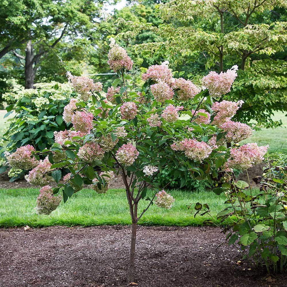 Hydrangea Paniculata Vanilla Strawberry Tree Form - View 1 from www redcrocus com