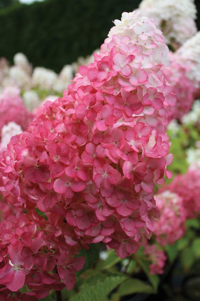 Hydrangea Paniculata Vanilla Strawberry Tree Form - View 3 from www redcrocus com