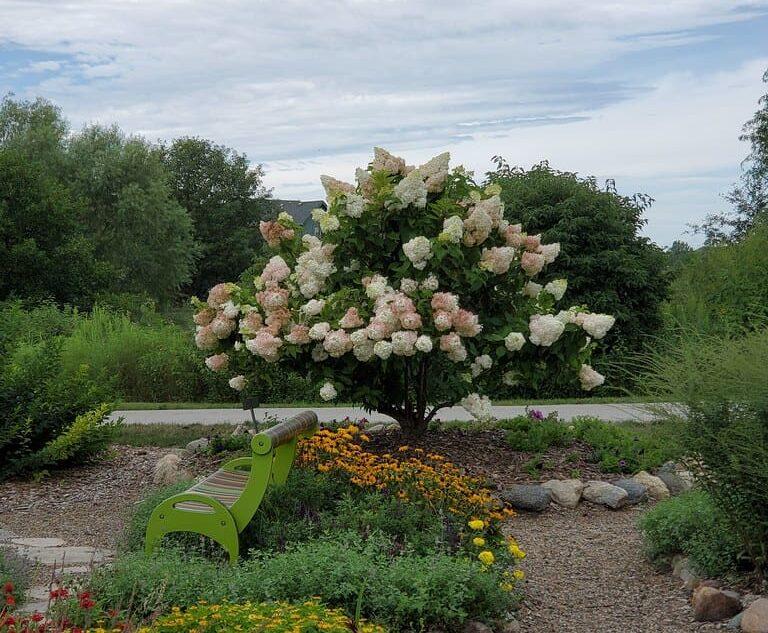 Hydrangea Paniculata Vanilla Strawberry Tree Form - View 6 from www redcrocus com