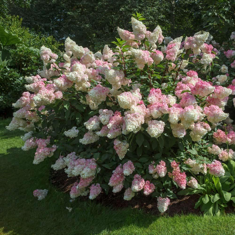 Hydrangea Paniculata Vanilla Strawberry Tree Form - View 9 from www redcrocus com