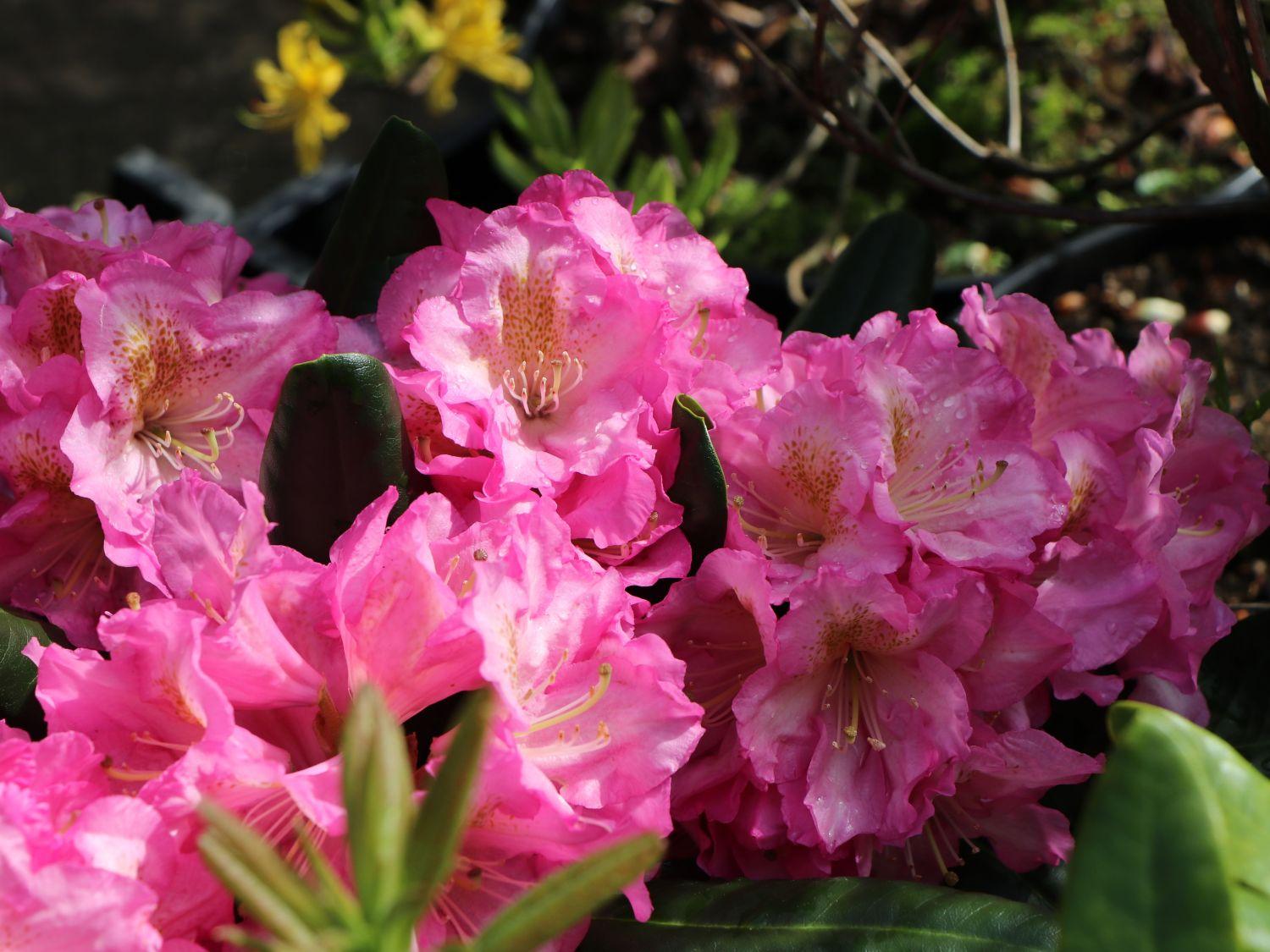 Rhododendron Scintillation - View 10 from www redcrocus com