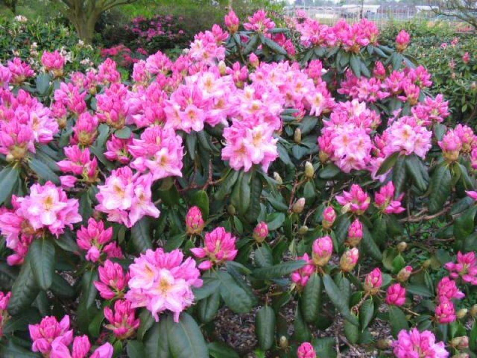 Rhododendron Scintillation - View 11 from www redcrocus com