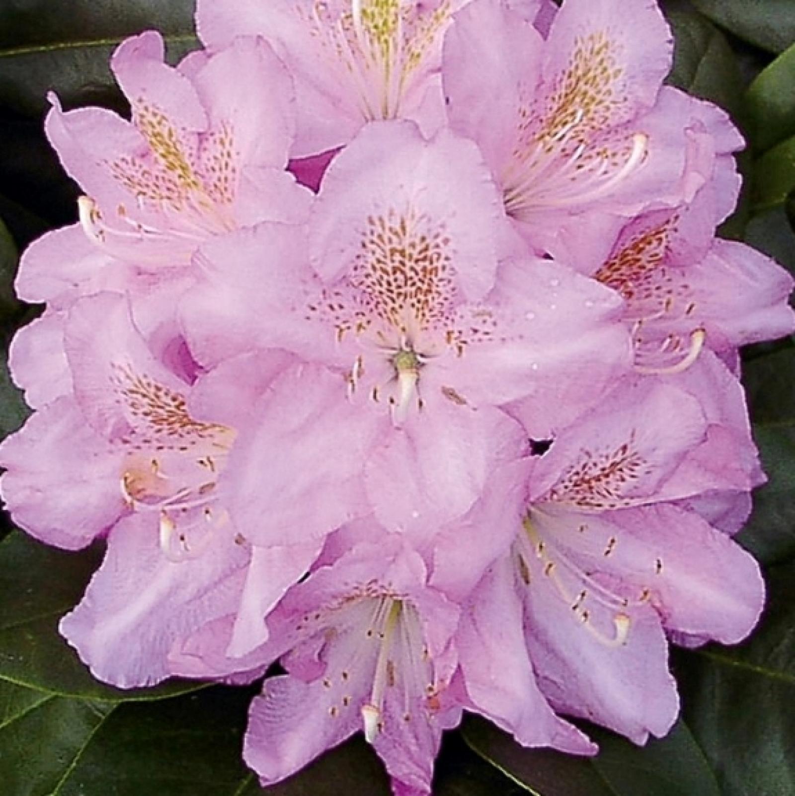 Rhododendron Scintillation - View 13 from www redcrocus com