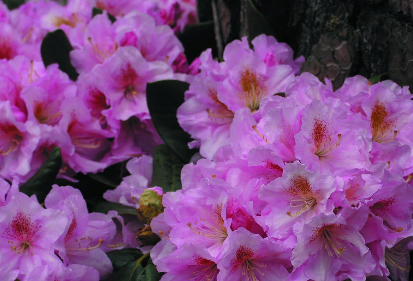Rhododendron Scintillation - View 15 from www redcrocus com