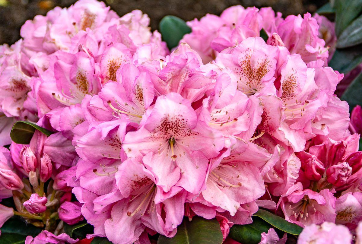 Rhododendron Scintillation - View 16 from www redcrocus com