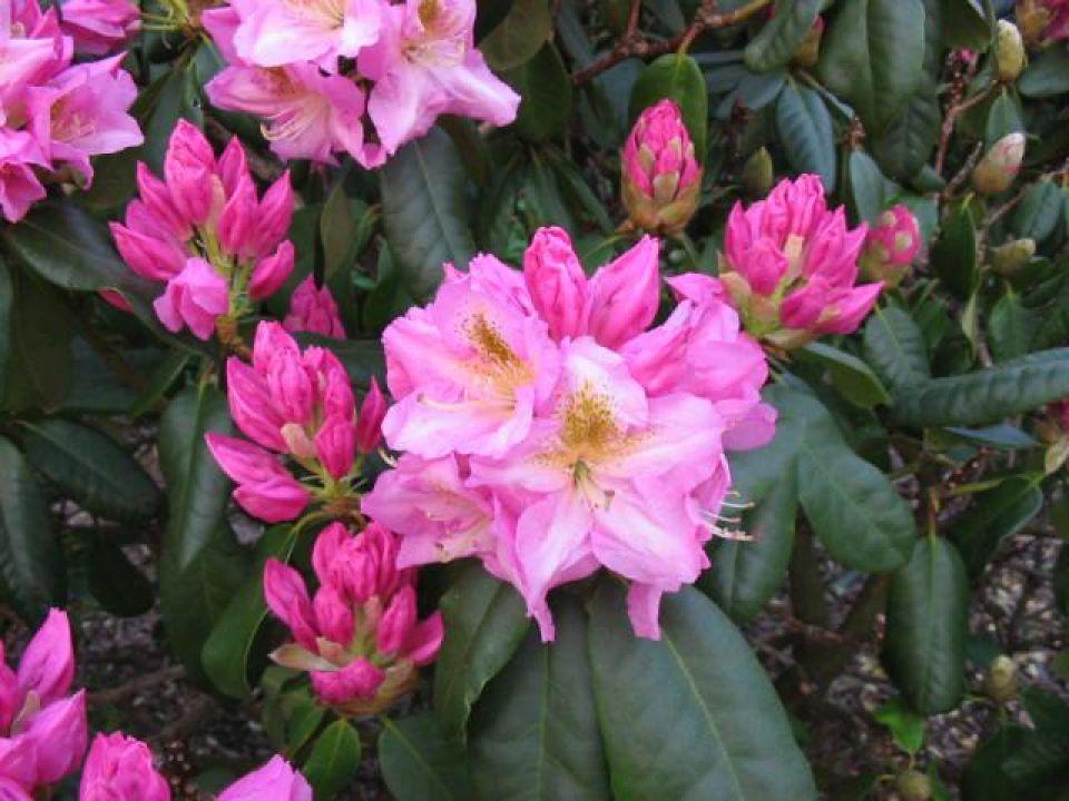 Rhododendron Scintillation - View 3 from www redcrocus com