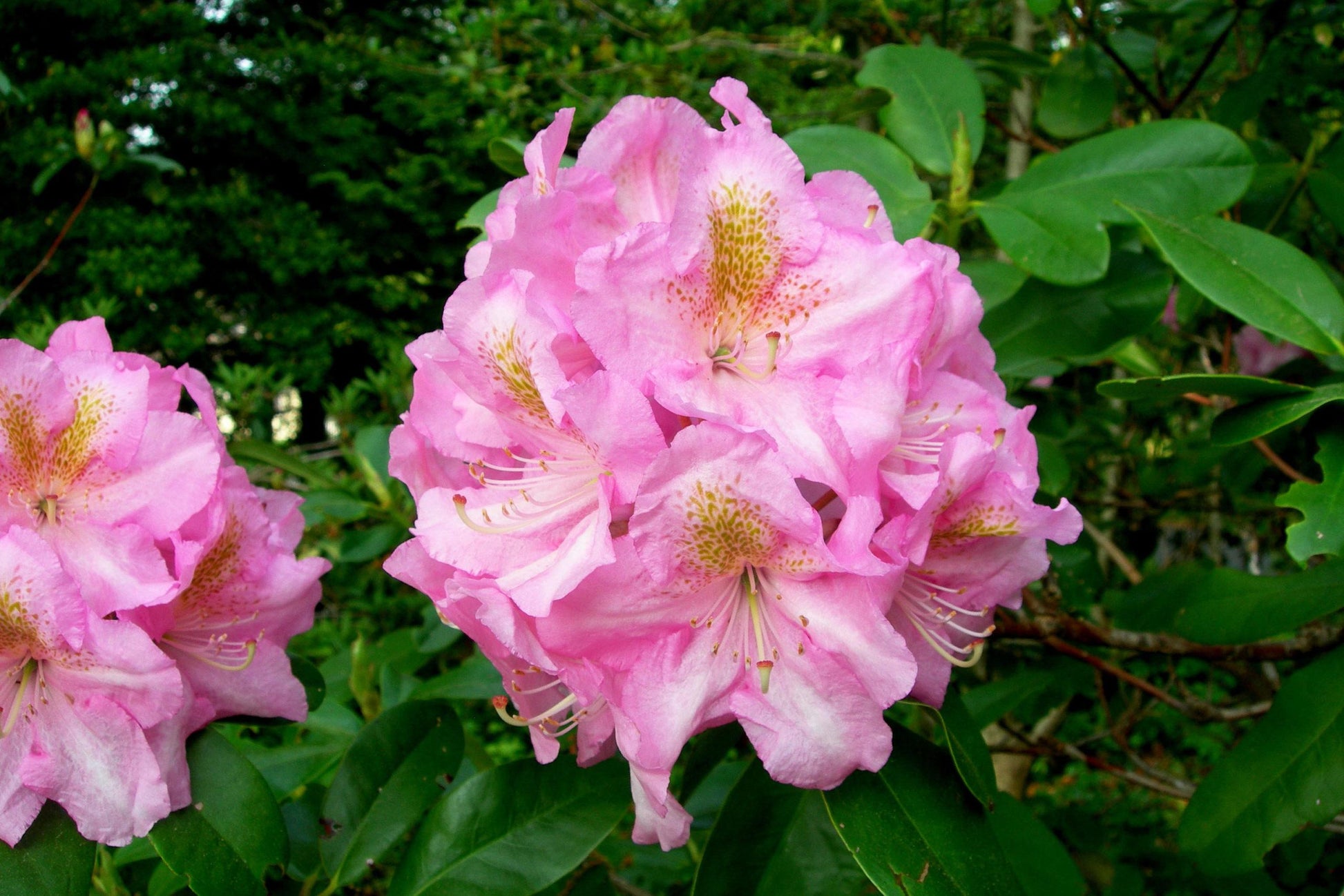 Rhododendron Scintillation - View 4 from www redcrocus com