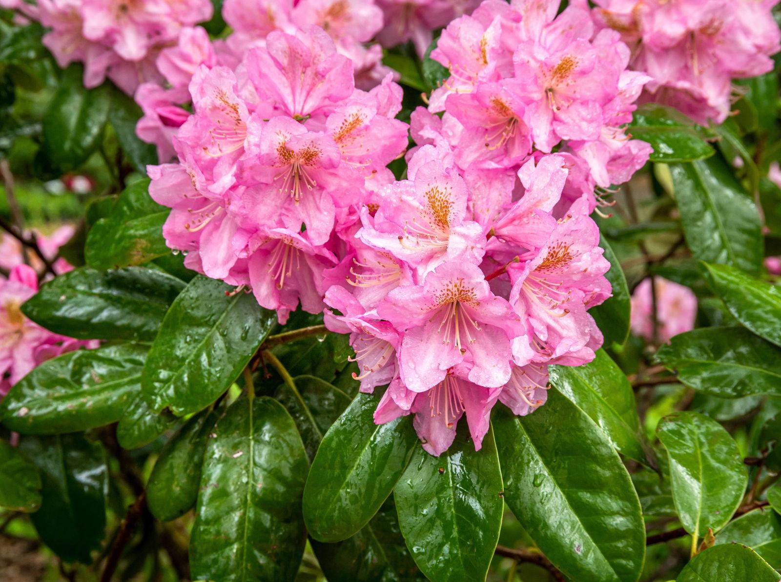Rhododendron Scintillation - View 6 from www redcrocus com