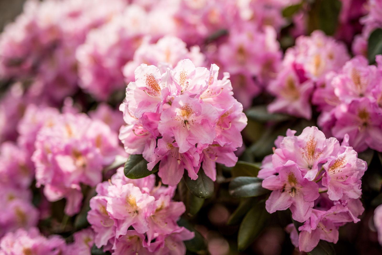 Rhododendron Scintillation - View 8 from www redcrocus com