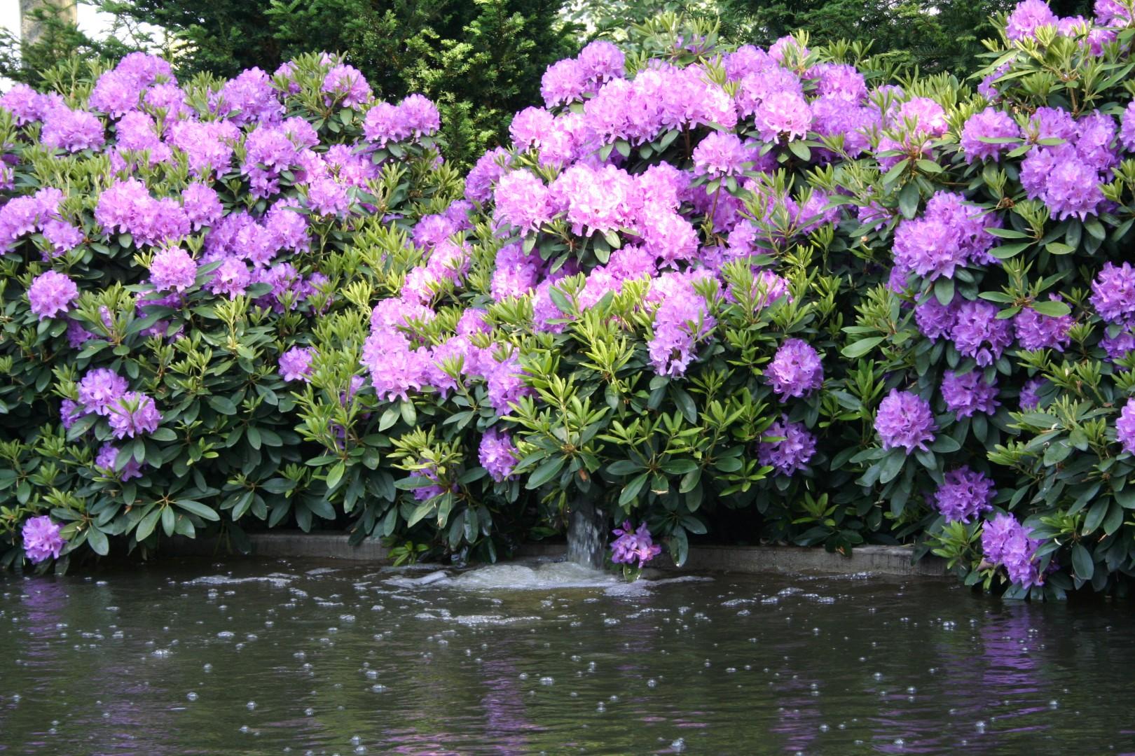 Rhododendron Boursault - View 16 from www redcrocus com