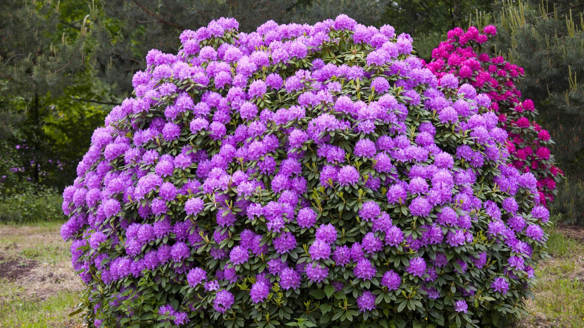 Rhododendron Boursault - View 6 from www redcrocus com