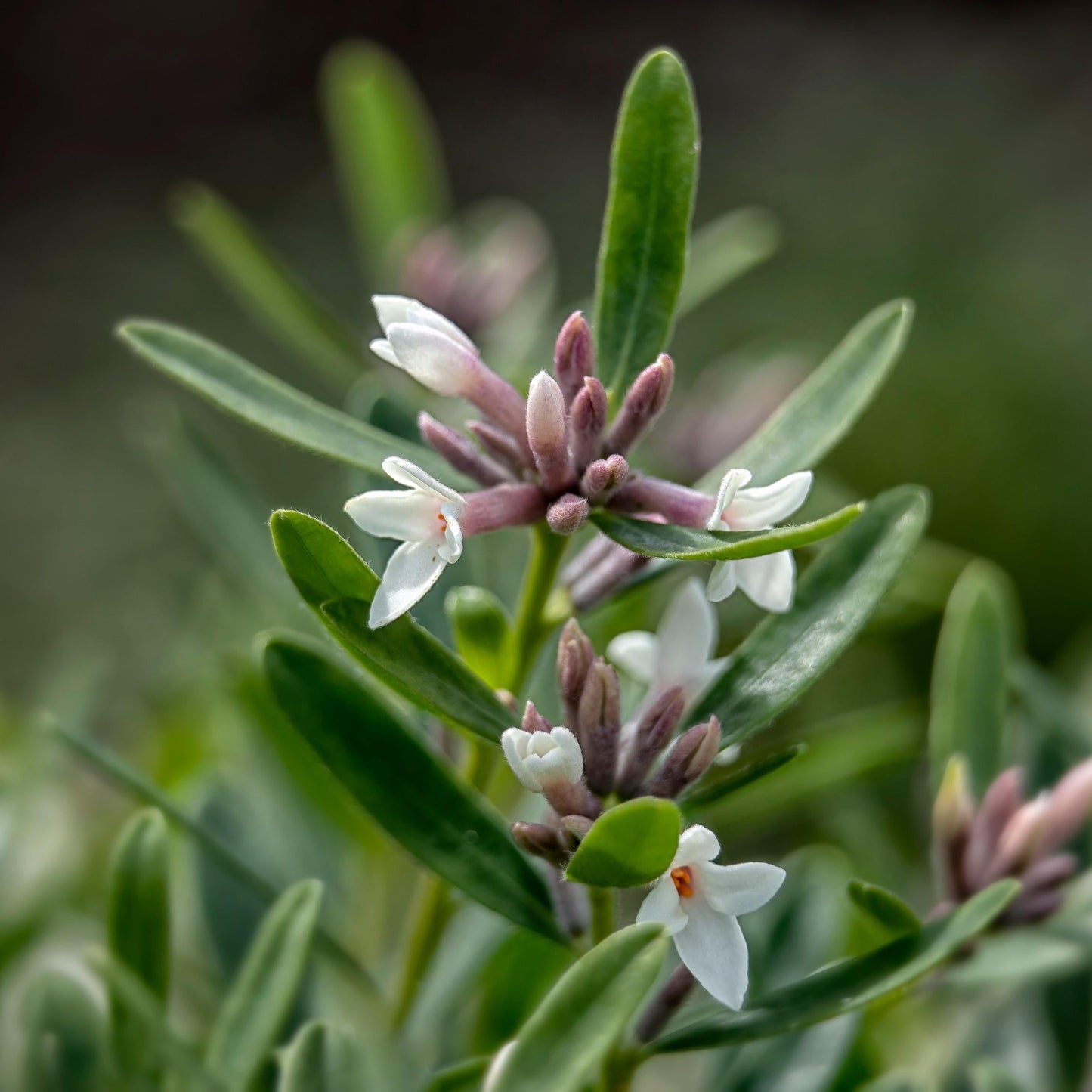 Daphne Transatlantica Eternal Fragrance - View 11 from www redcrocus com
