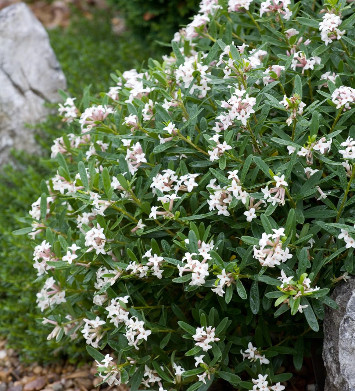 Daphne Transatlantica Eternal Fragrance - View 12 from www redcrocus com