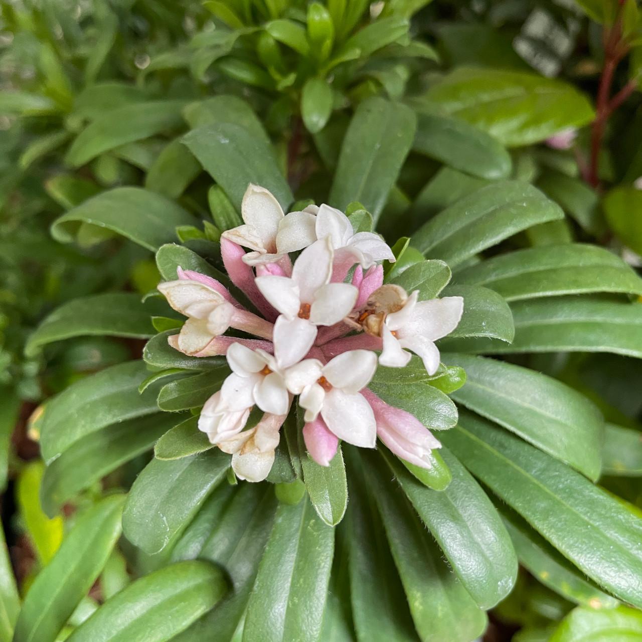 Daphne Transatlantica Eternal Fragrance - View 13 from www redcrocus com