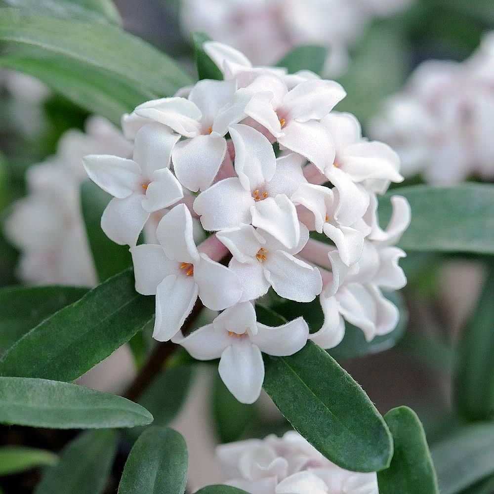 Daphne Transatlantica Eternal Fragrance - View 14 from www redcrocus com
