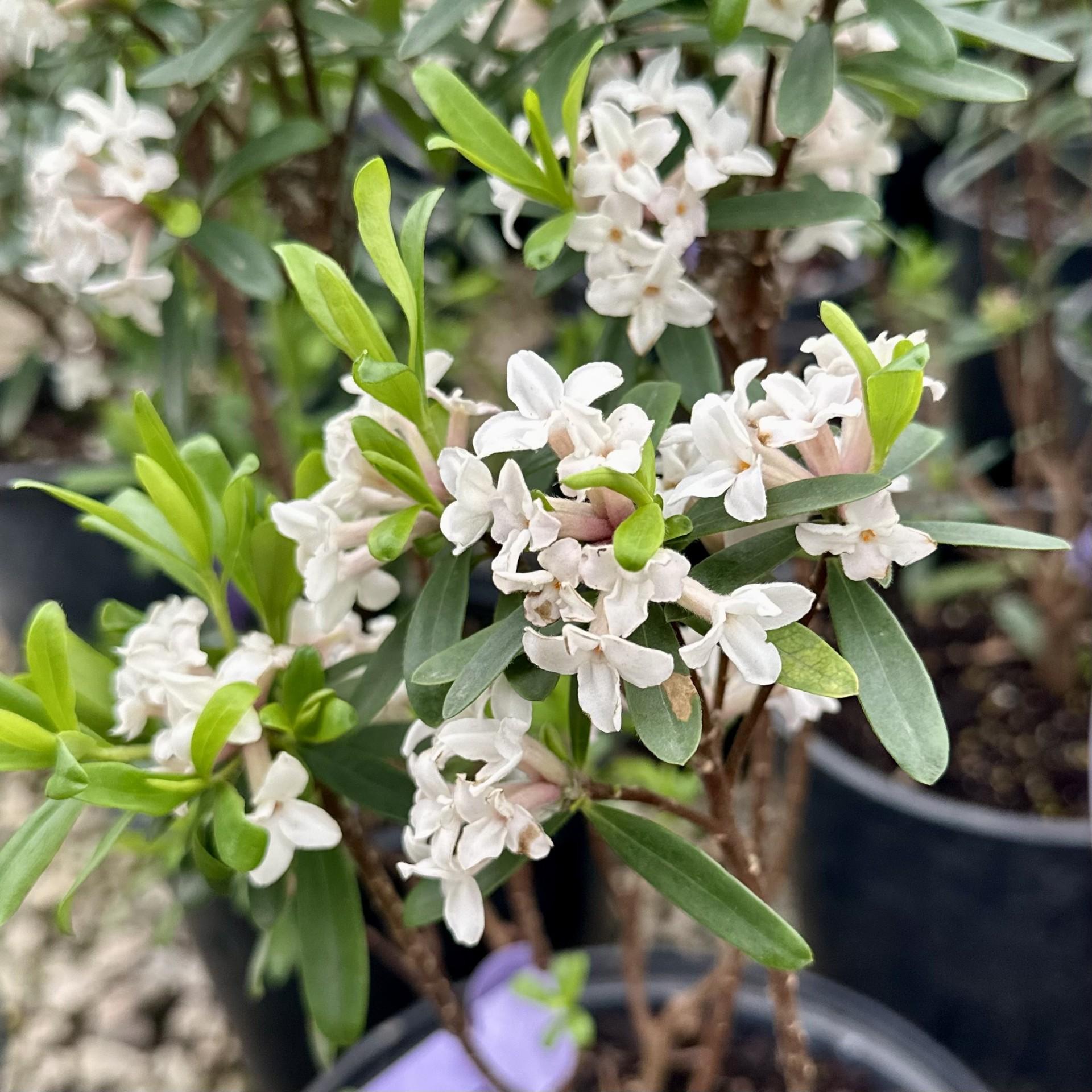 Daphne Transatlantica Eternal Fragrance - View 15 from www redcrocus com