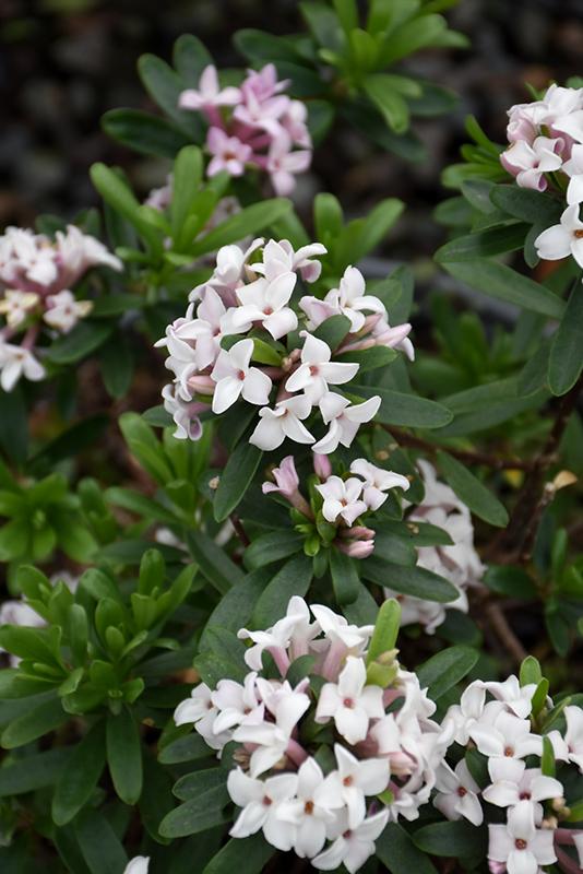 Daphne Transatlantica Eternal Fragrance - View 16 from www redcrocus com