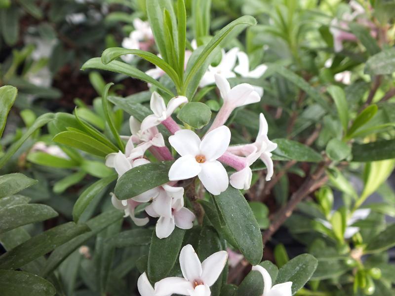 Daphne Transatlantica Eternal Fragrance - View 17 from www redcrocus com