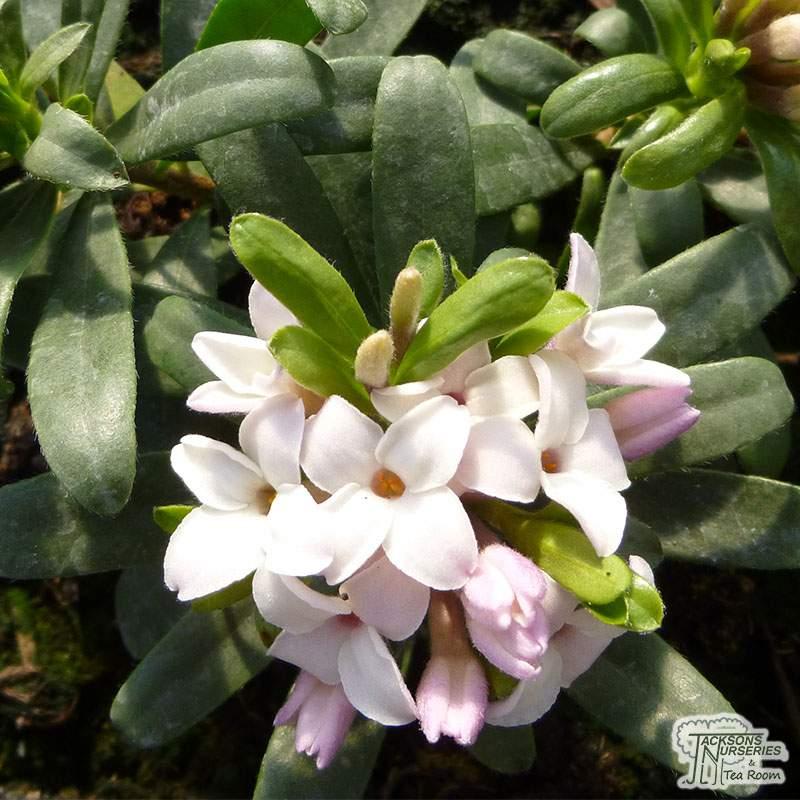 Daphne Transatlantica Eternal Fragrance - View 18 from www redcrocus com