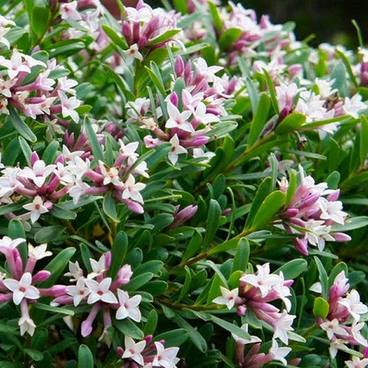 Daphne Transatlantica Eternal Fragrance - View 1 from www redcrocus com