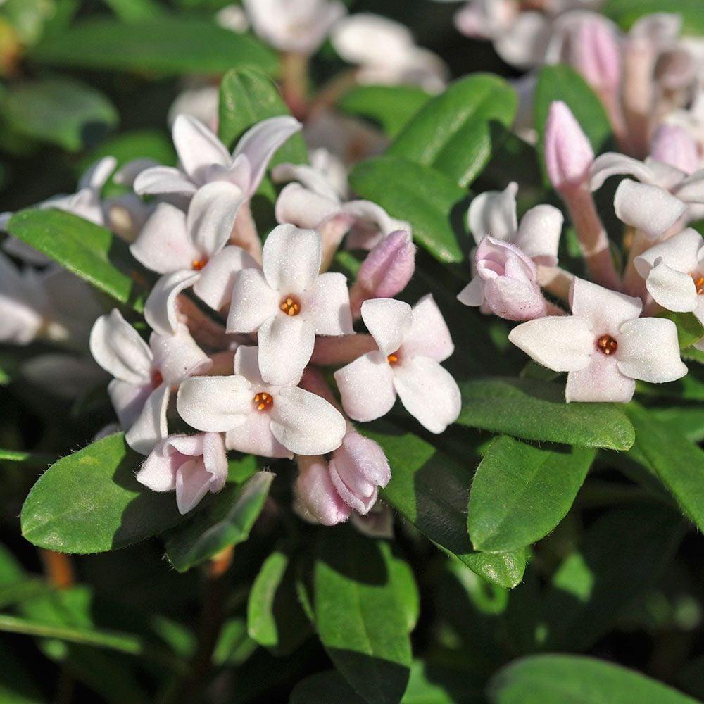 Daphne Transatlantica Eternal Fragrance - View 2 from www redcrocus com
