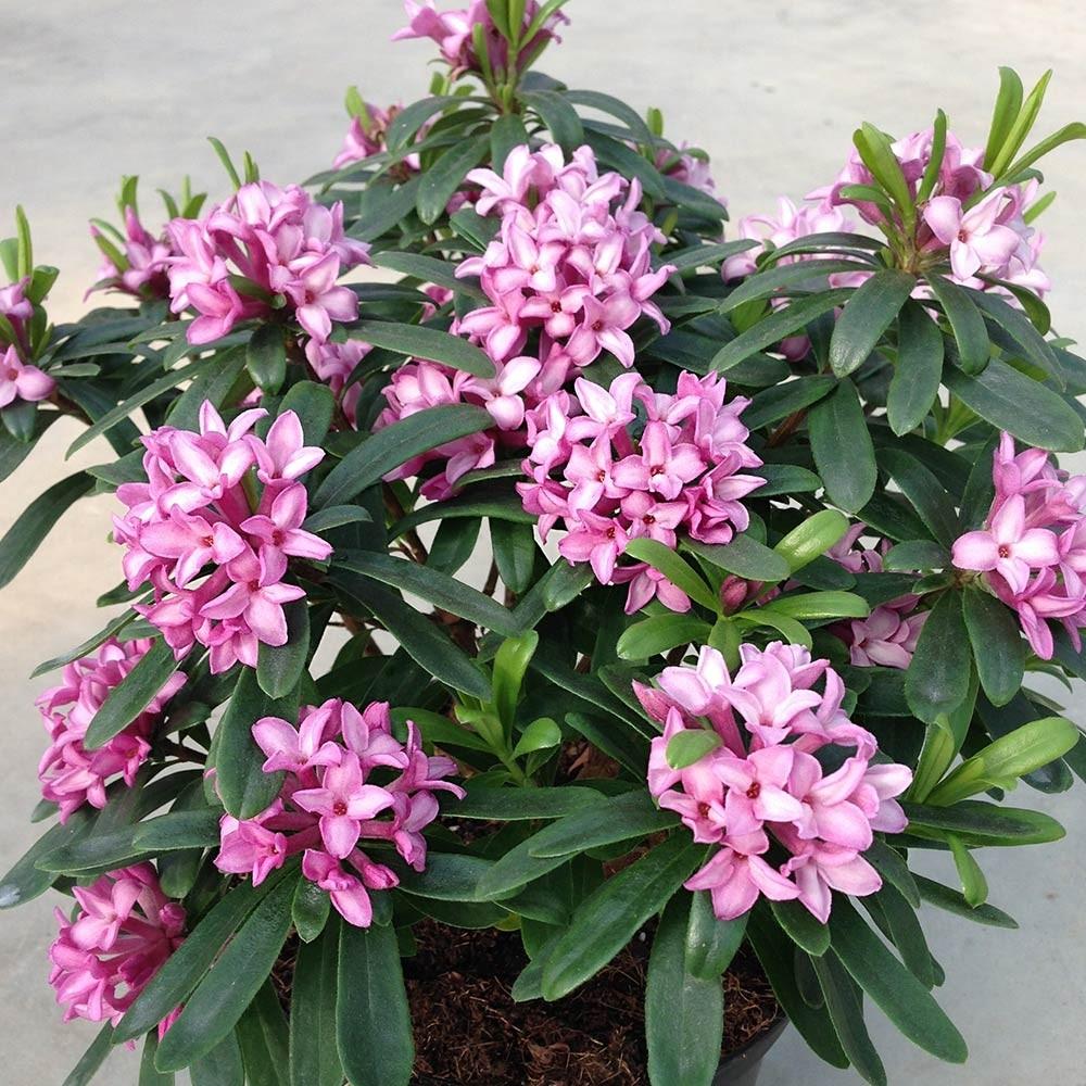 Daphne Transatlantica Eternal Fragrance - View 3 from www redcrocus com