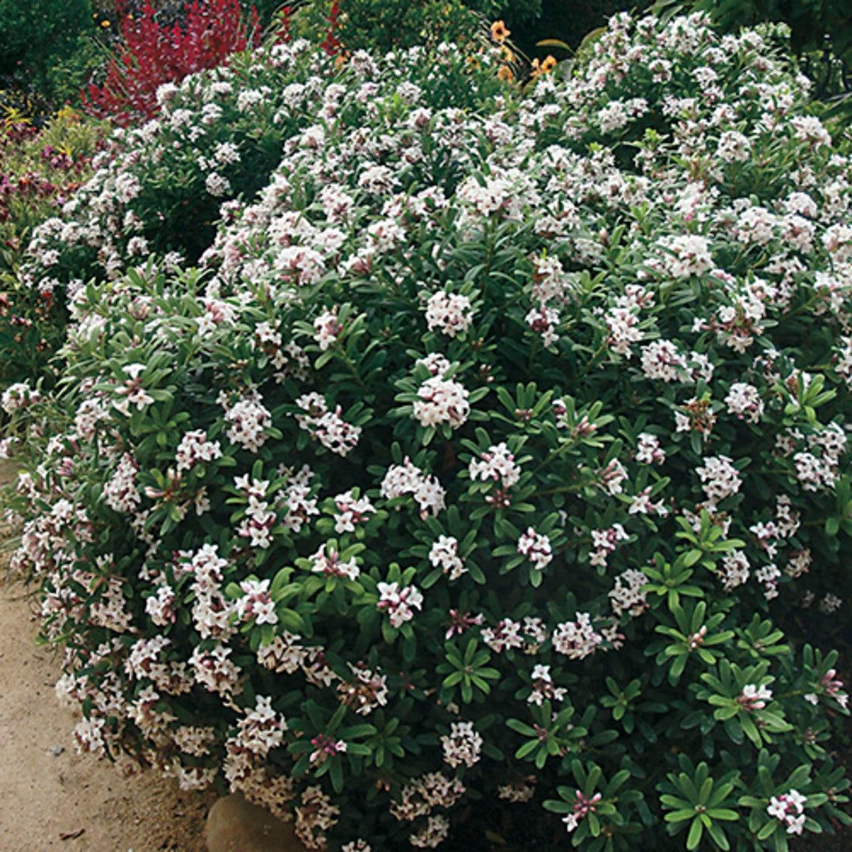 Daphne Transatlantica Eternal Fragrance - View 4 from www redcrocus com