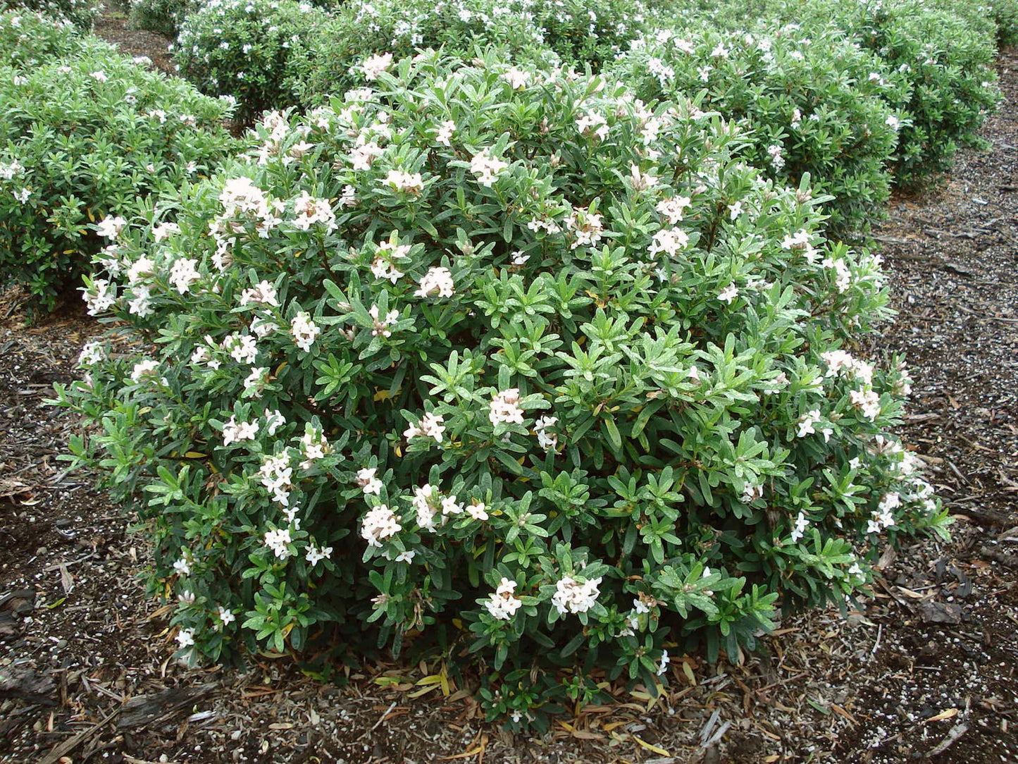 Daphne Transatlantica Eternal Fragrance - View 5 from www redcrocus com