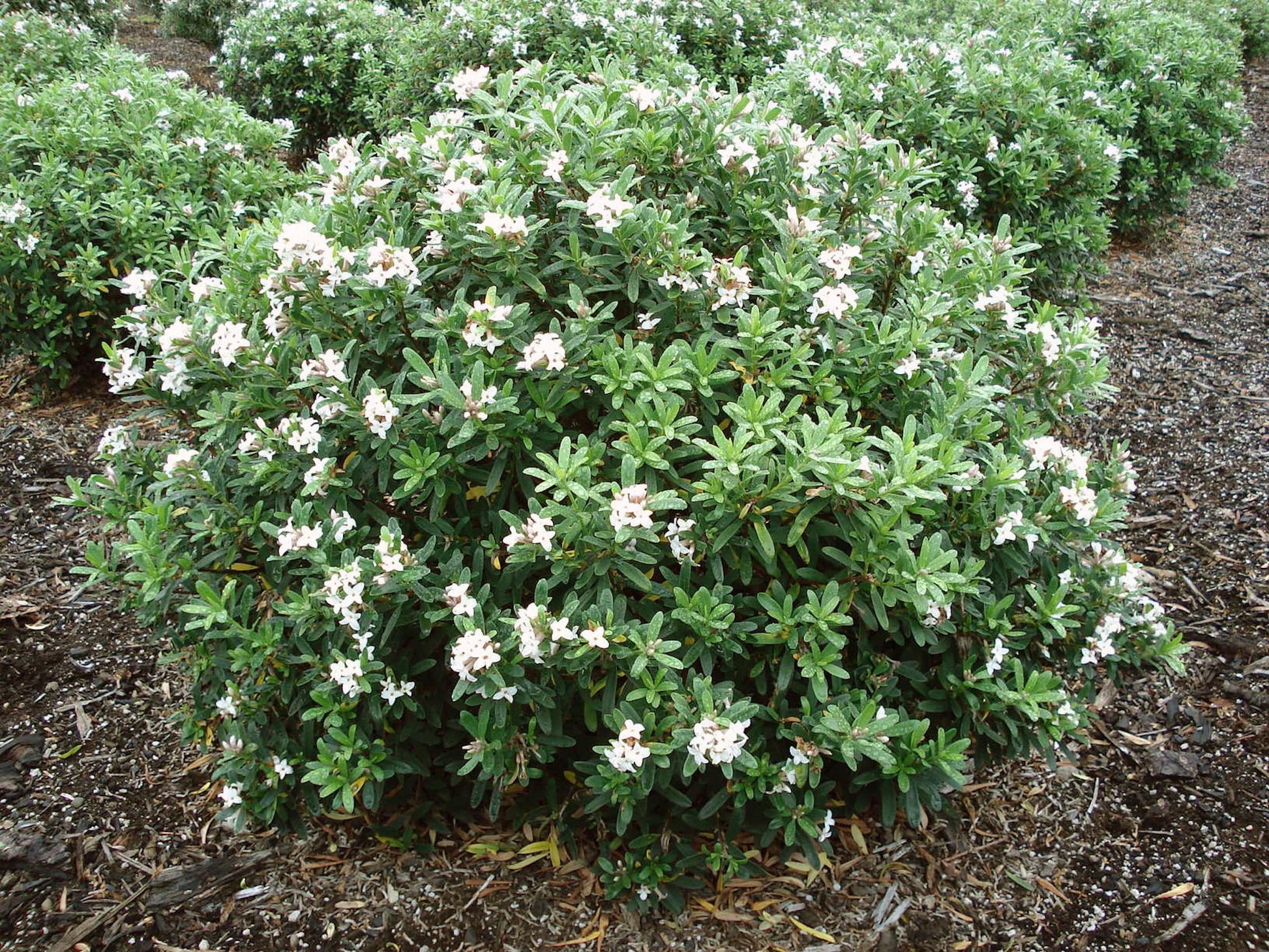 Daphne Transatlantica Eternal Fragrance - View 5 from www redcrocus com