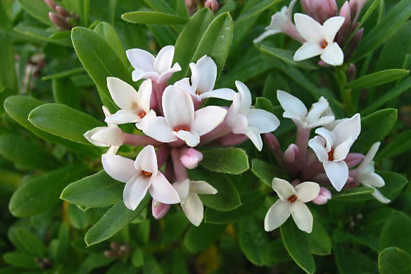 Daphne Transatlantica Eternal Fragrance - View 6 from www redcrocus com