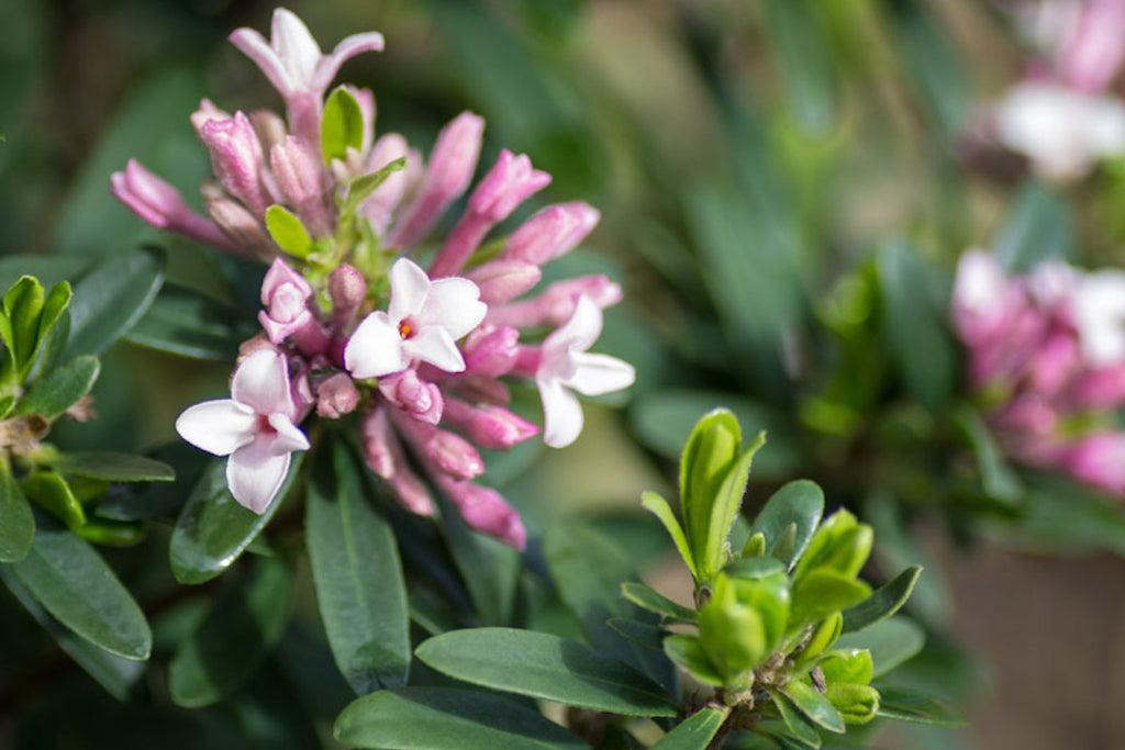 Daphne Transatlantica Eternal Fragrance - View 7 from www redcrocus com