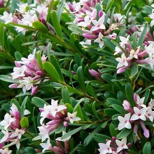 Daphne Transatlantica Eternal Fragrance - View 8 from www redcrocus com