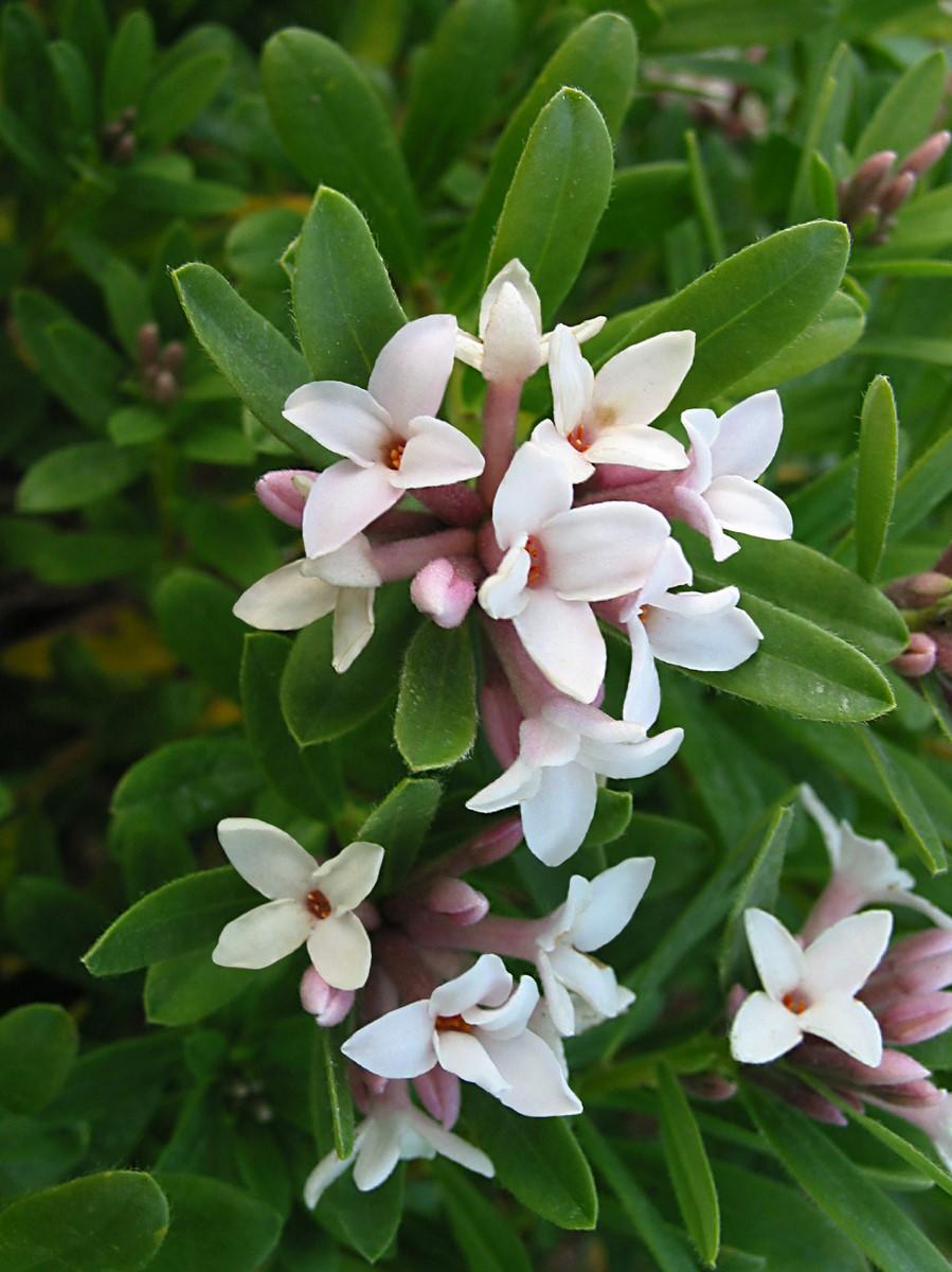 Daphne Transatlantica Eternal Fragrance - View 9 from www redcrocus com