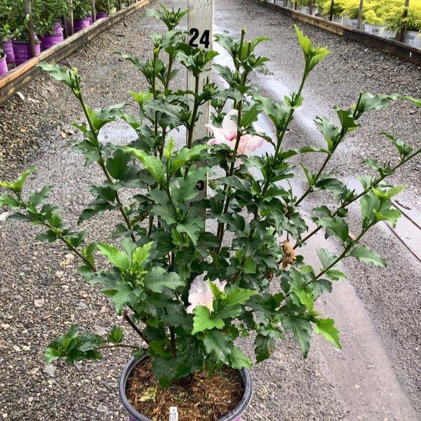 Hibiscus Syriacus 'fiji' - View 10 from www redcrocus com